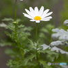 Paris daisy