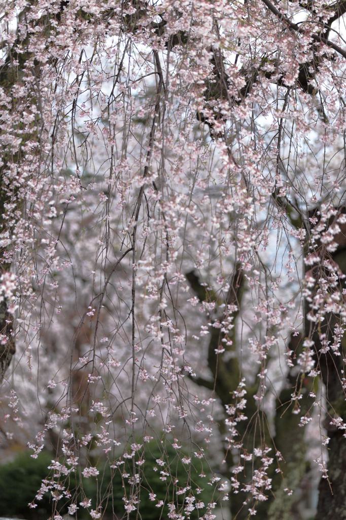 枝垂sakura04