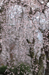 枝垂sakura04