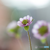 春の訪れ Ⅸ（雪割草）