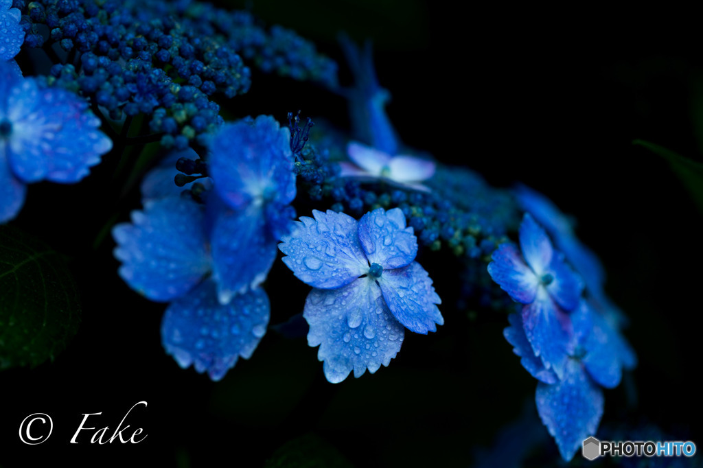 紫陽花（RainyBlue）