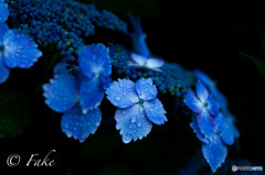 紫陽花（RainyBlue）