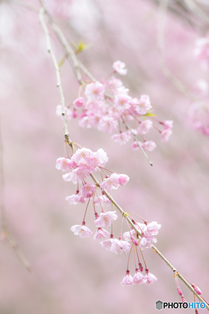 今年の枝垂れは桜色に