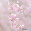 今年の枝垂れは桜色に