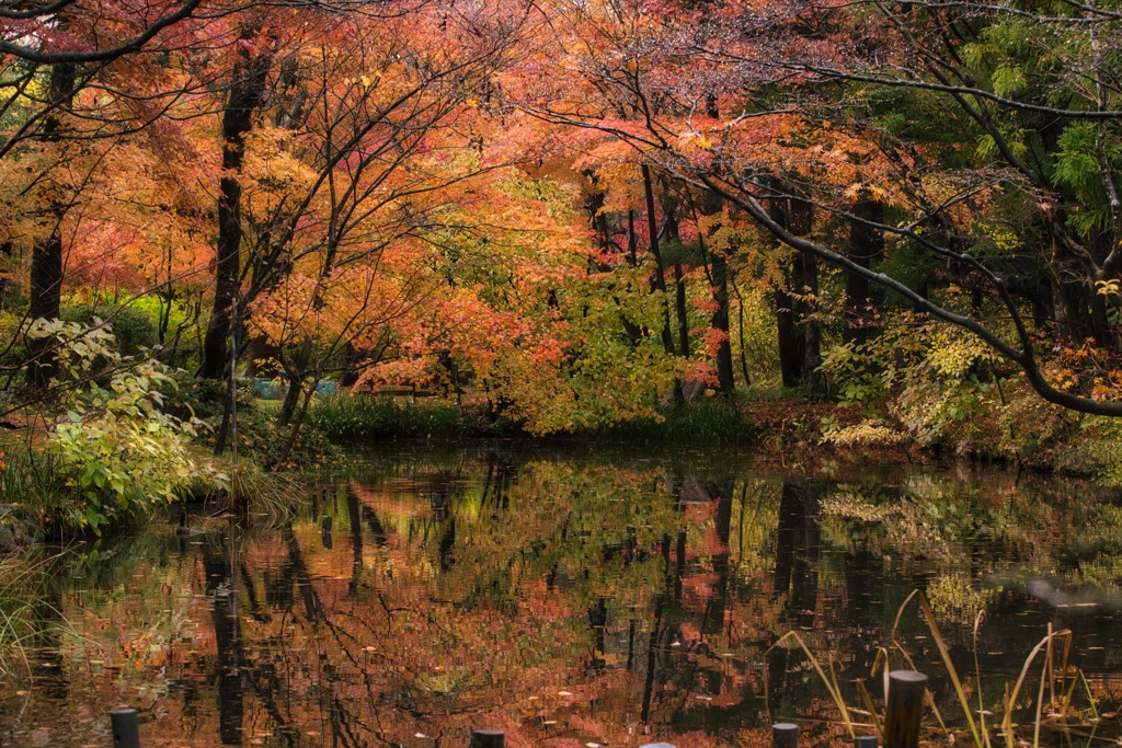 日本庭園の晩秋Ⅲ