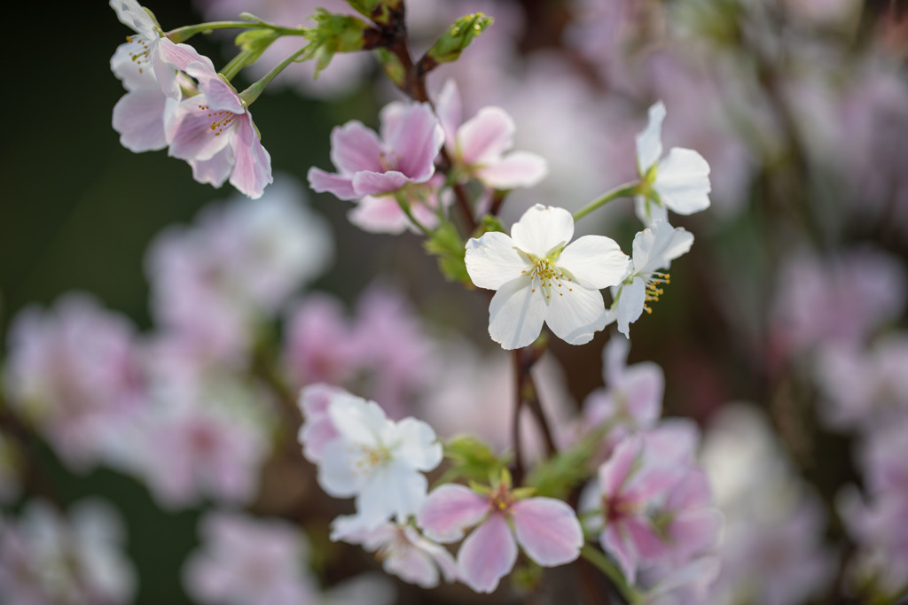 結桜　１