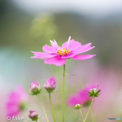 初めて見る秋桜