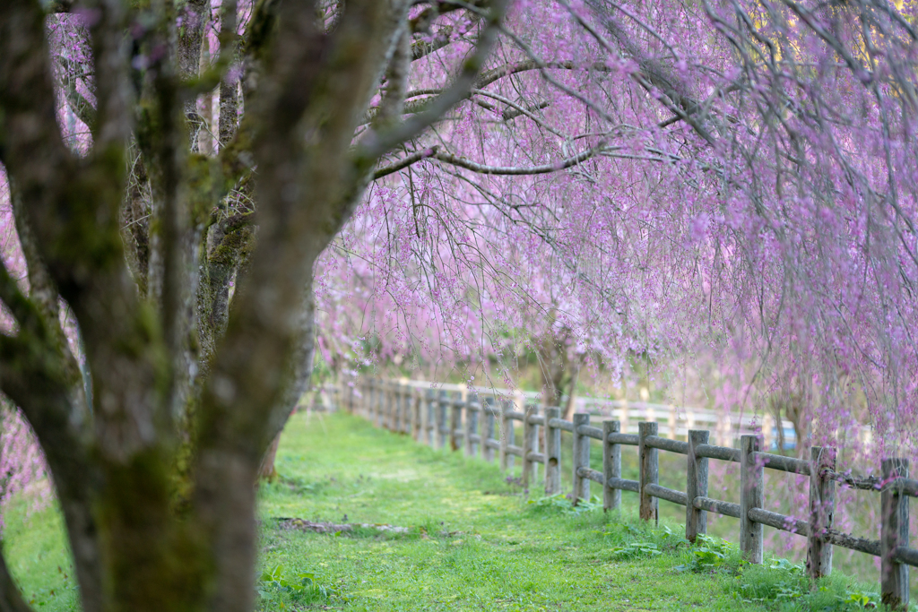 桜の小径