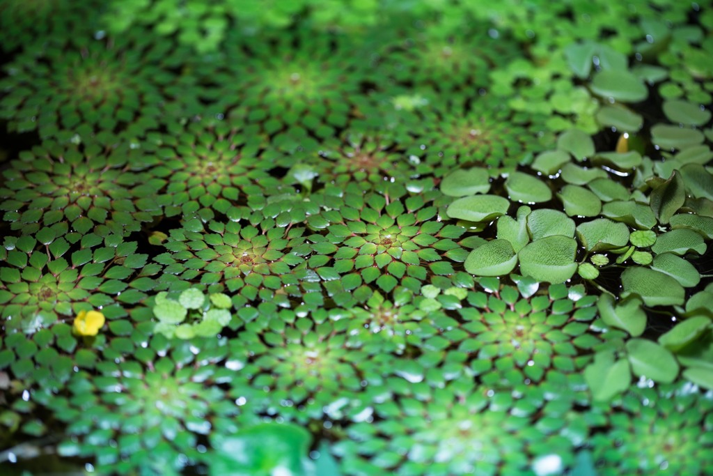 水草