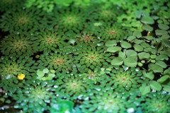 水草