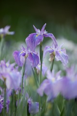 薄紫の花菖蒲
