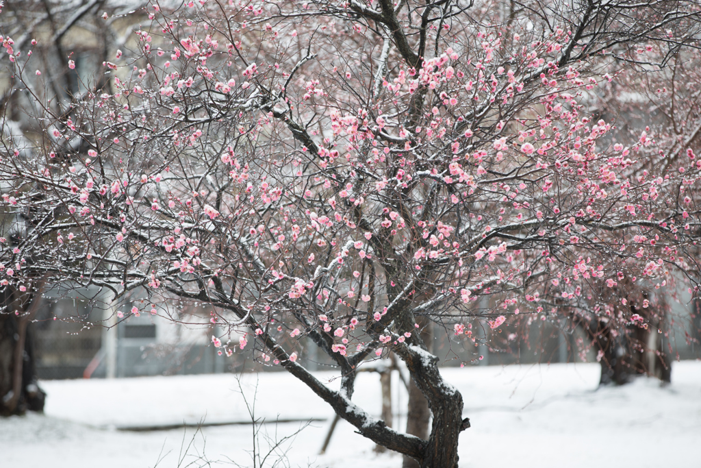 雪中梅