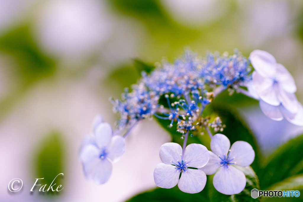 紫陽花（Blue-Purple Flower）