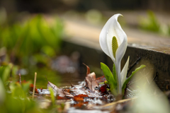 水芭蕉