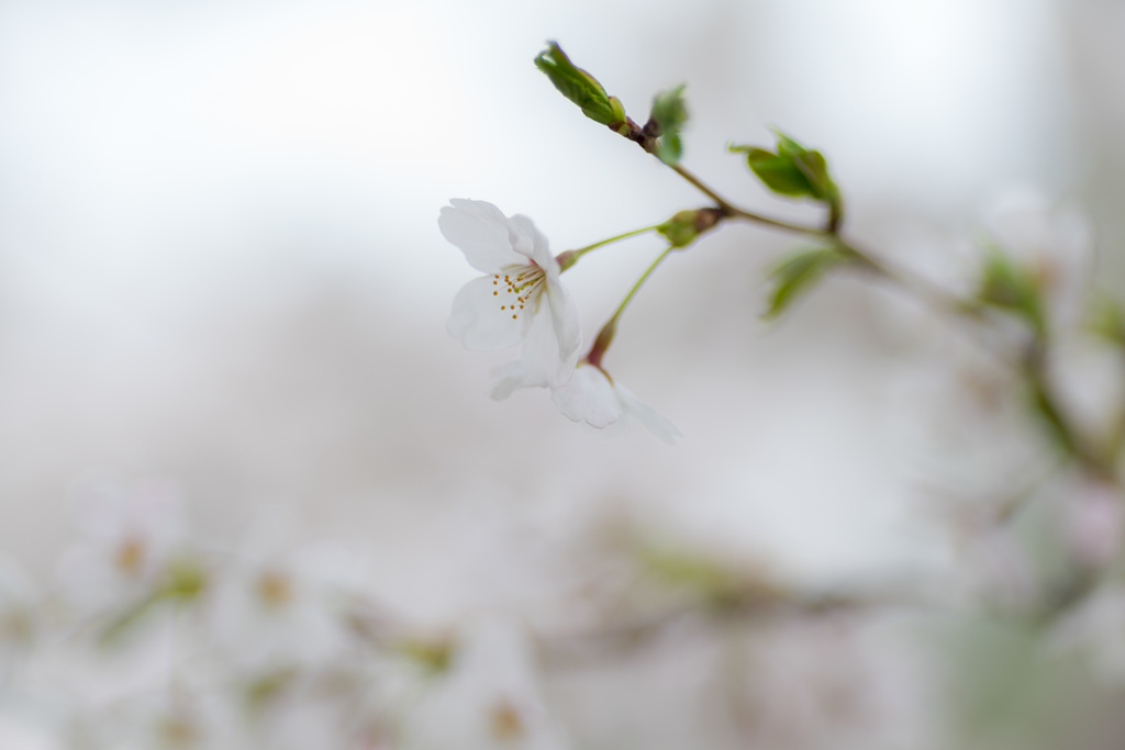 淡桜