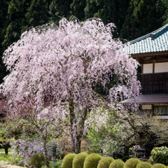 枝垂SAKURA01