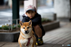 少年と犬