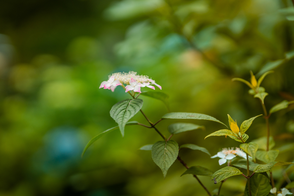 山紫陽花