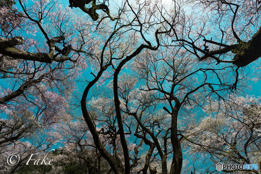 桜珊瑚