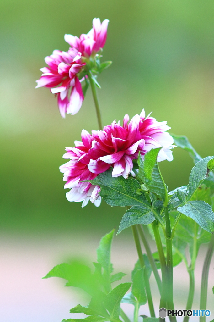 Dahlia