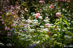 春の花壇（百花繚乱）