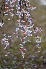 枝垂sakura02