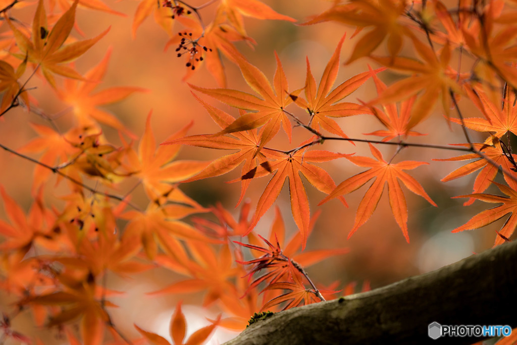 春紅葉