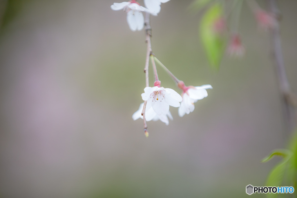 散りゆく桜にエールをこめて