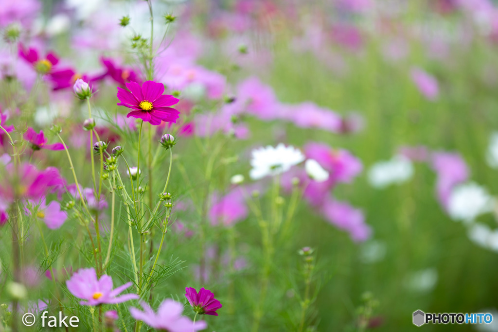 秋に咲く桜