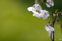 桜・サクラ