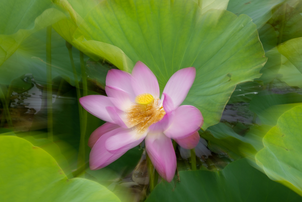 蓮華が咲く時