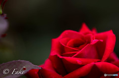 flower（バラ）