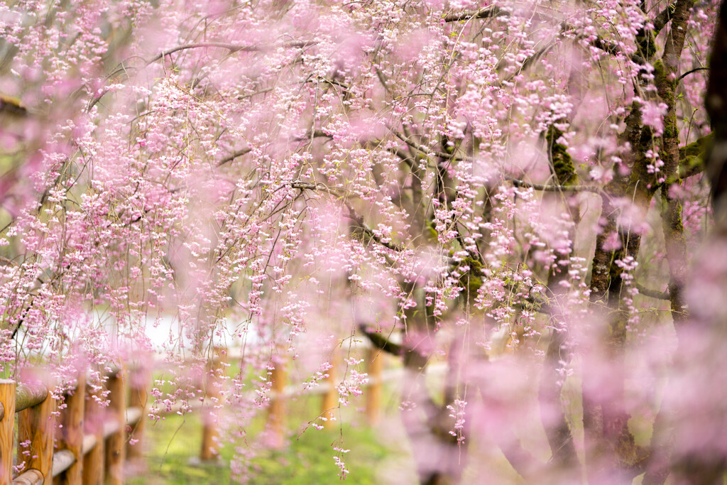 枝垂れ桜