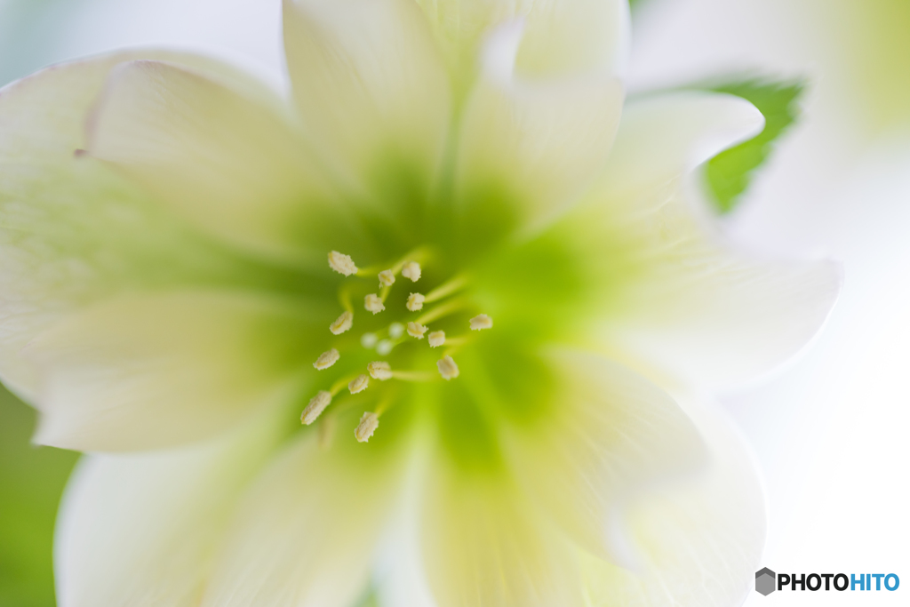 Christmas rose