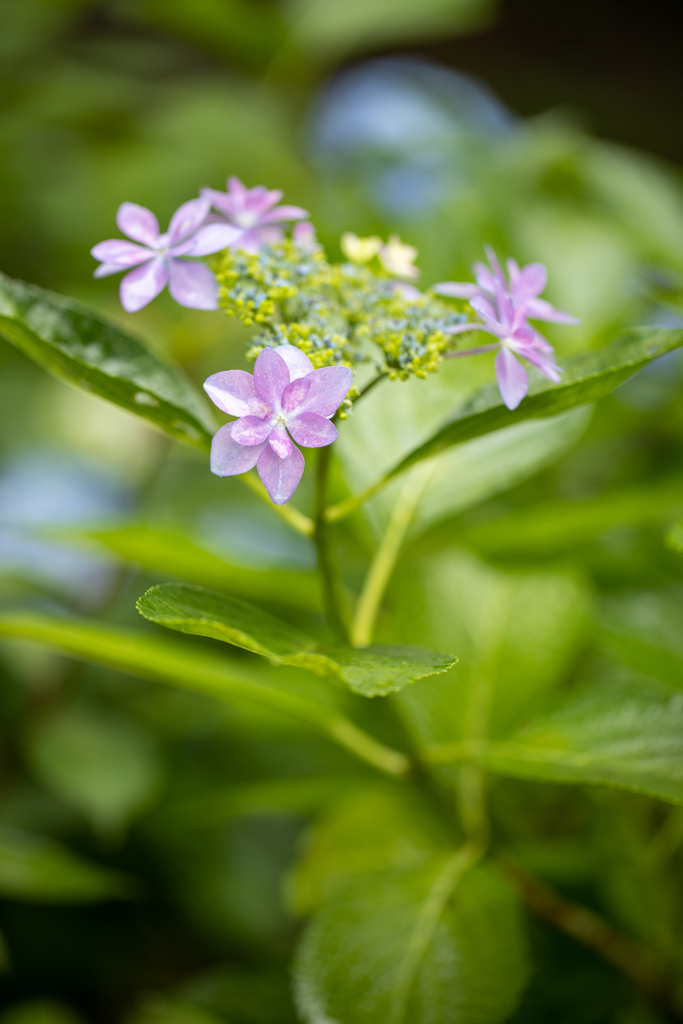 山紫陽花２