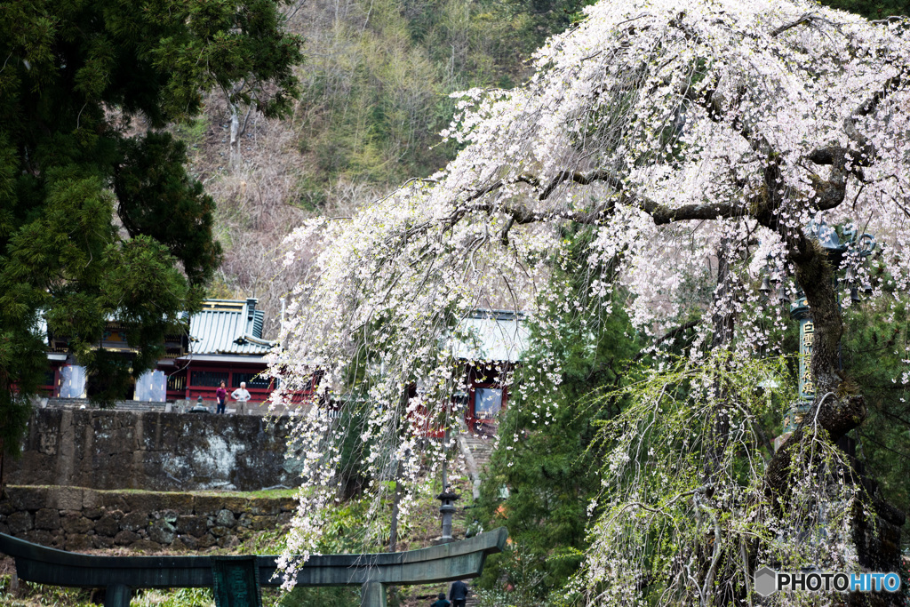 妙義神社と桜