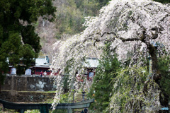 妙義神社と桜