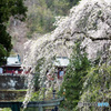 妙義神社と桜