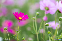 秋に咲く桜