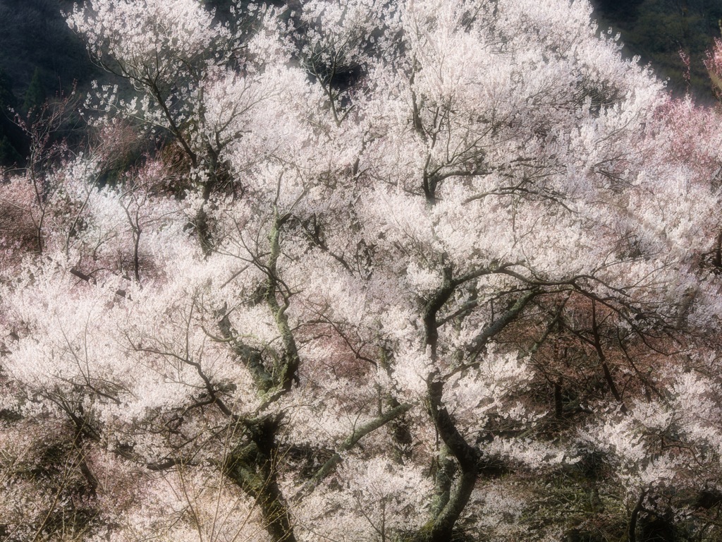 桜美林