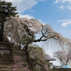 春の妙義神社