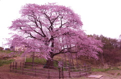 幌萌の桜。