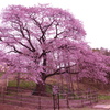 幌萌の桜。