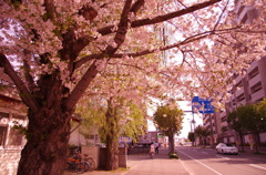 街の桜。