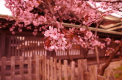 境内の桜。