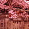 境内の桜。