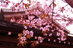 境内の桜。