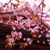 境内の桜。