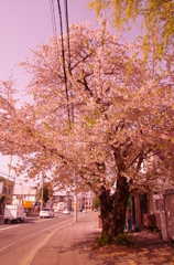 街の桜。