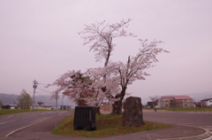 壮瞥の桜。